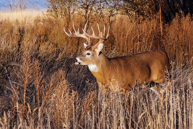 Use Native Grass To Your Deer Hunting Advantage