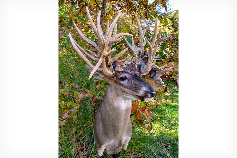 New World Record Antlered Doe Or Is It North American Whitetail