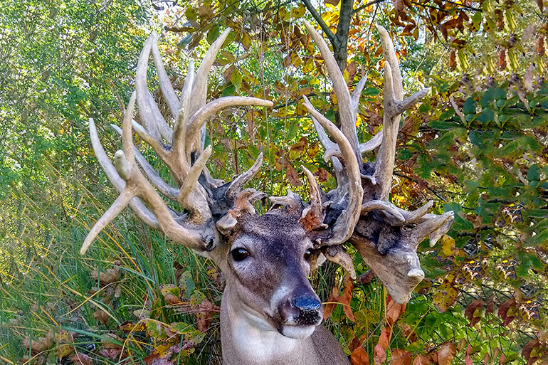 female white tailed deer with antlers