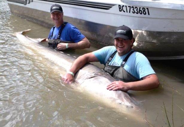 Atlanta man reels in 900-pound white sturgeon with father