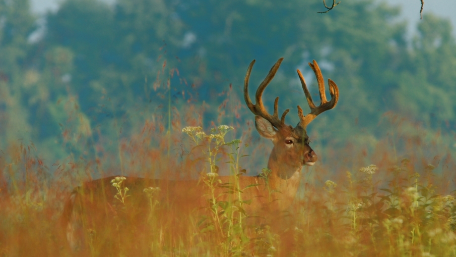 Archery Deer, Turkey Seasons on Deck in Kentucky