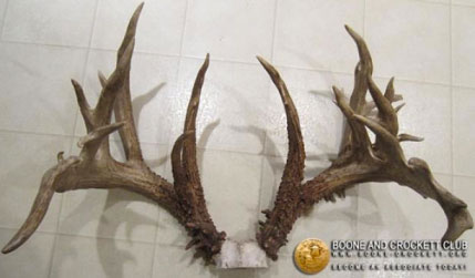 2nd Largest Whitetail Deer Ever Taken by Hunter
