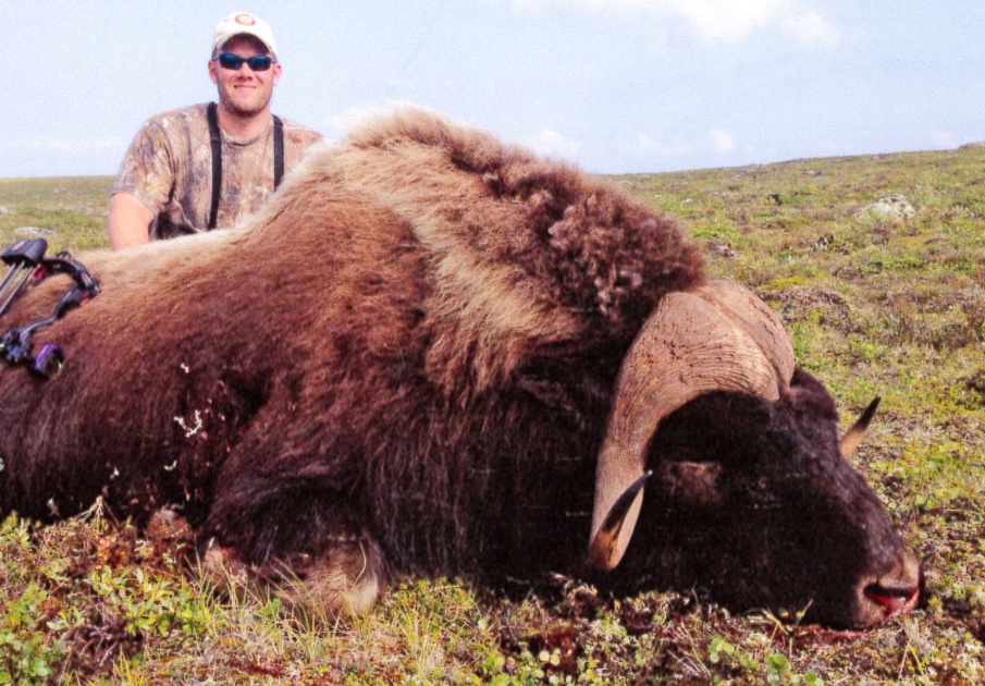 P&Y Announces Potential New World's Record Muskox
