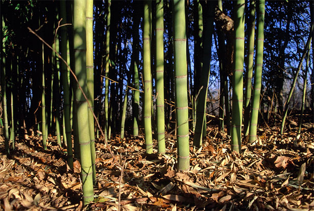 Cane Poles