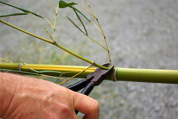 Cane Poles