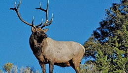 Arizona Big Game Hunters Asked to Help Monitor Wildlife Disease