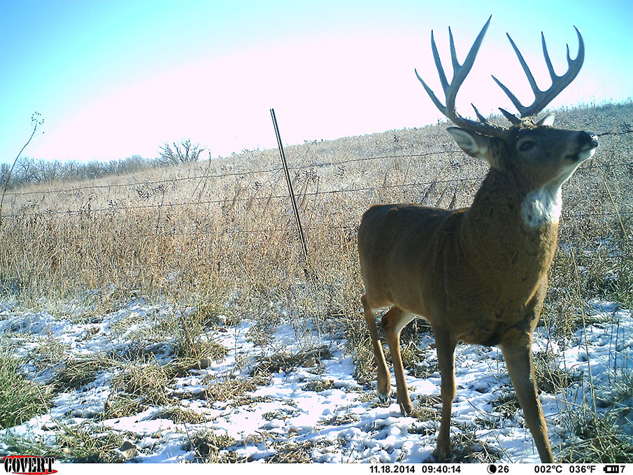Selecting the Right Trail Camera