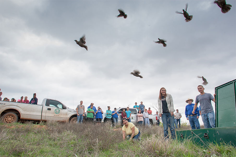 Research Ranch Celebrates Earth Day with Quail Release