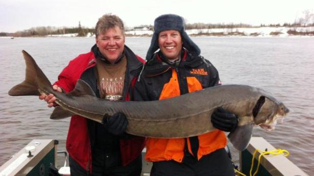 Monster sturgeon coulda, woulda, shoulda been state record