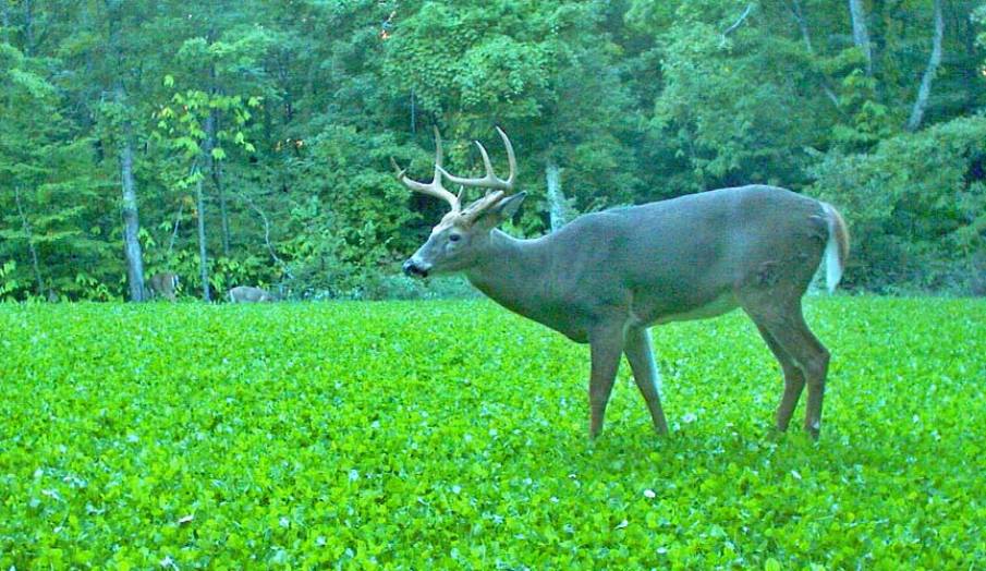 The Game of Complicated Food Plots