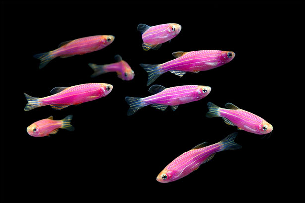 tomorrow fish