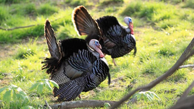 Kentucky's Spring Wild Turkey Season