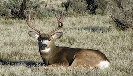 Buck Deer Permits Reduced Slightly in Utah