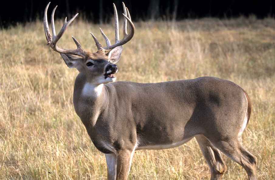 Scouting for Deer Hunting Success