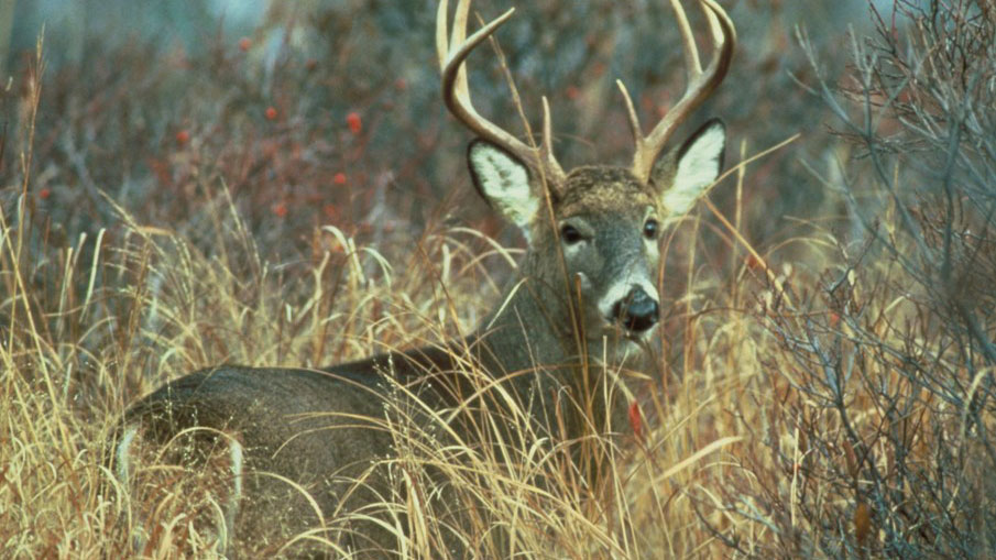 Third Mississippi Deer Gun Season Opens Dec. 24