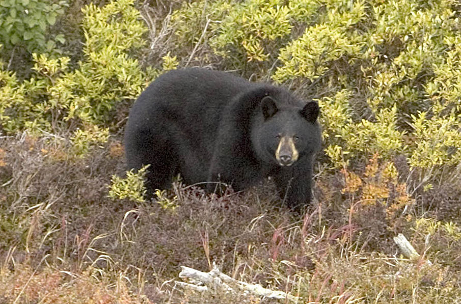 Are Black Bears Dangerous for Hunters, Anglers and Hikers?