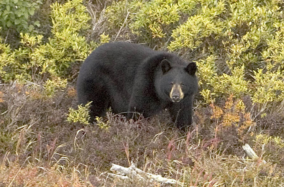 Are Brown Bears Dangerous At Frank Keith Blog Are Brown Bears Dangerous At Frank Keith Blog