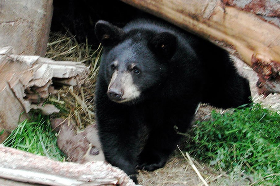 A Move to Ban Bear Hunting in Maine – Again