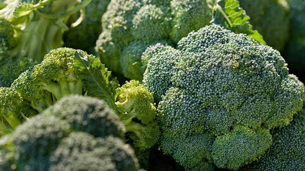 Broccoli Casserole Recipe