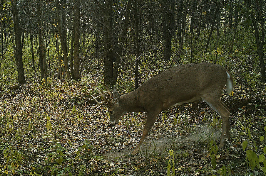 Early Season Buck Scrapes: What Do They Mean?
