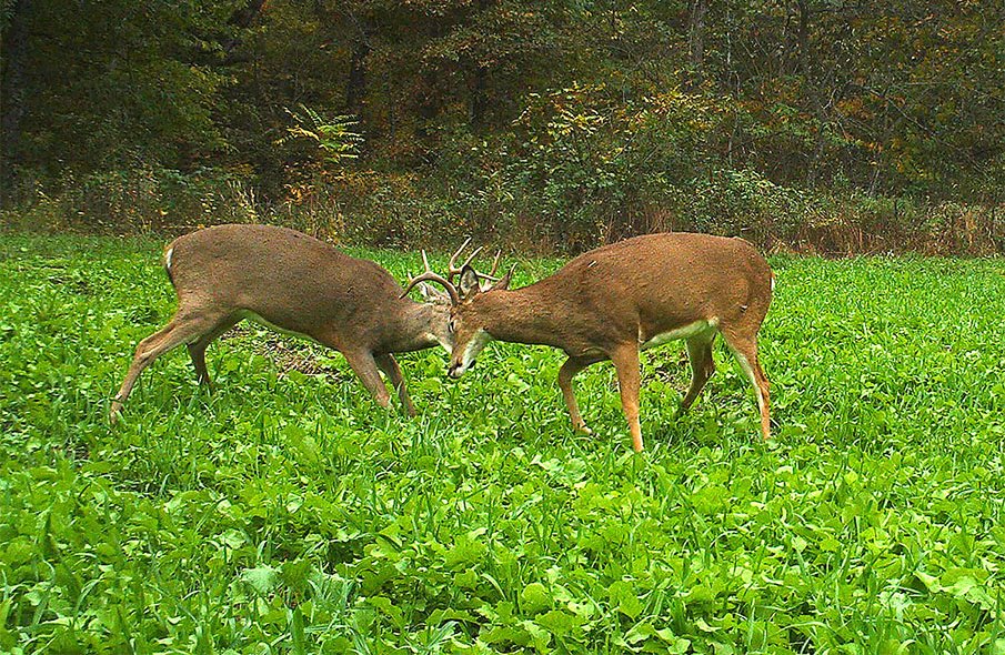 Top 3 Deer Food Plots for Hunting Success