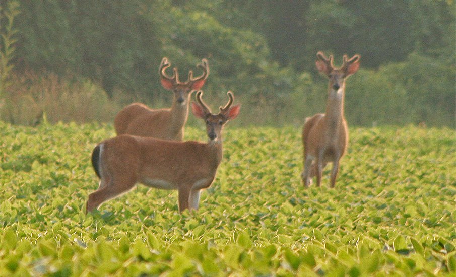 Time to Hang Stands, Plant Last-Minute Food Plots