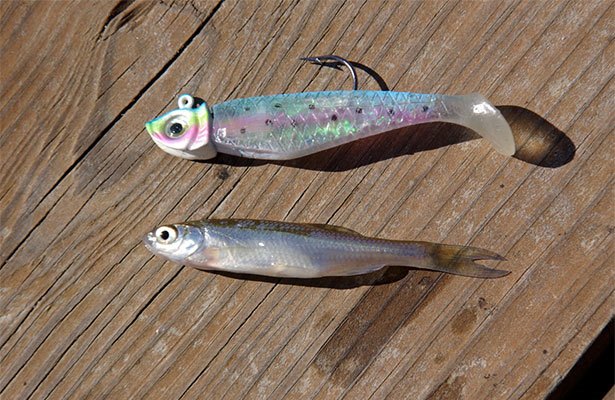 If an angler can learn what fish forage is common in a body of water, he or she often can “match the hatch” and use lures with colors, shapes and sizes similar to the food animals to catch fish. (Photo courtesy Keith Sutton)