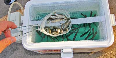 An aerated bait bucket keeps minnows ready for action. (David A. Brown photo)