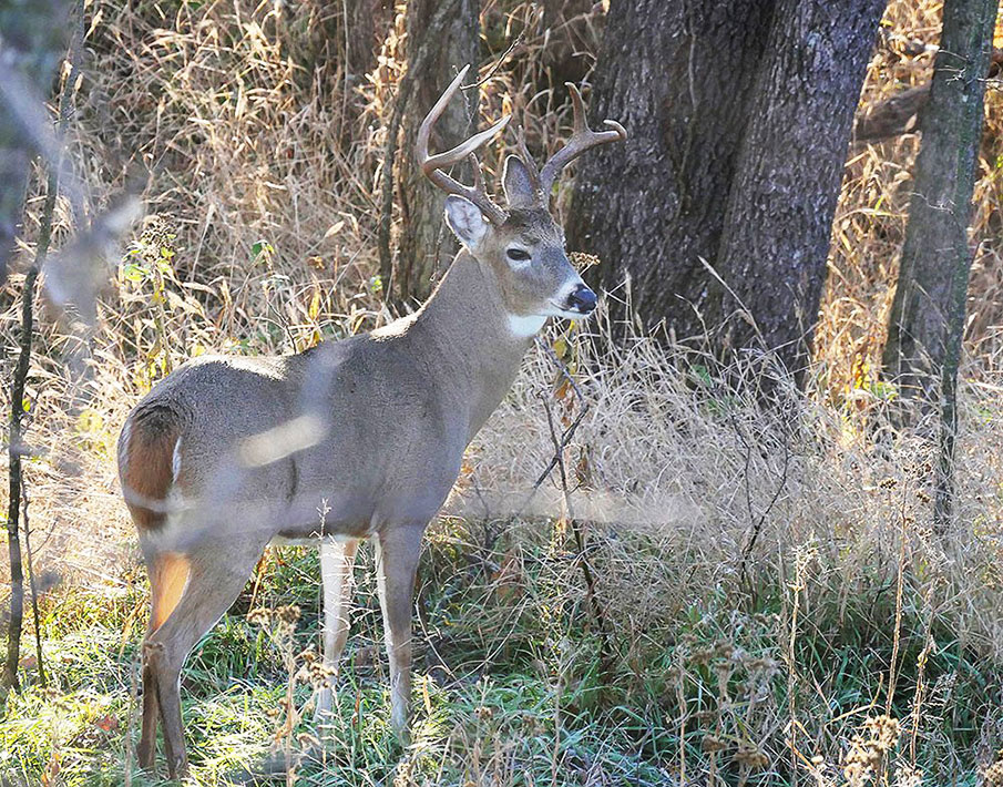 Is There Such Thing as a 'Cull' Buck