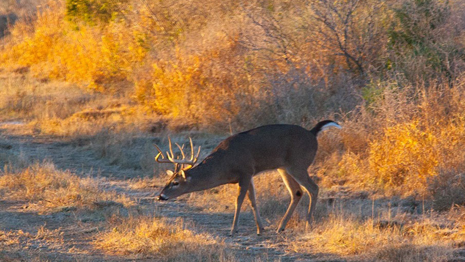 Deer Myth Busters