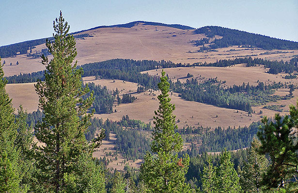 Elk hunting in Montana