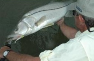 Florida's Poster-Child Fish