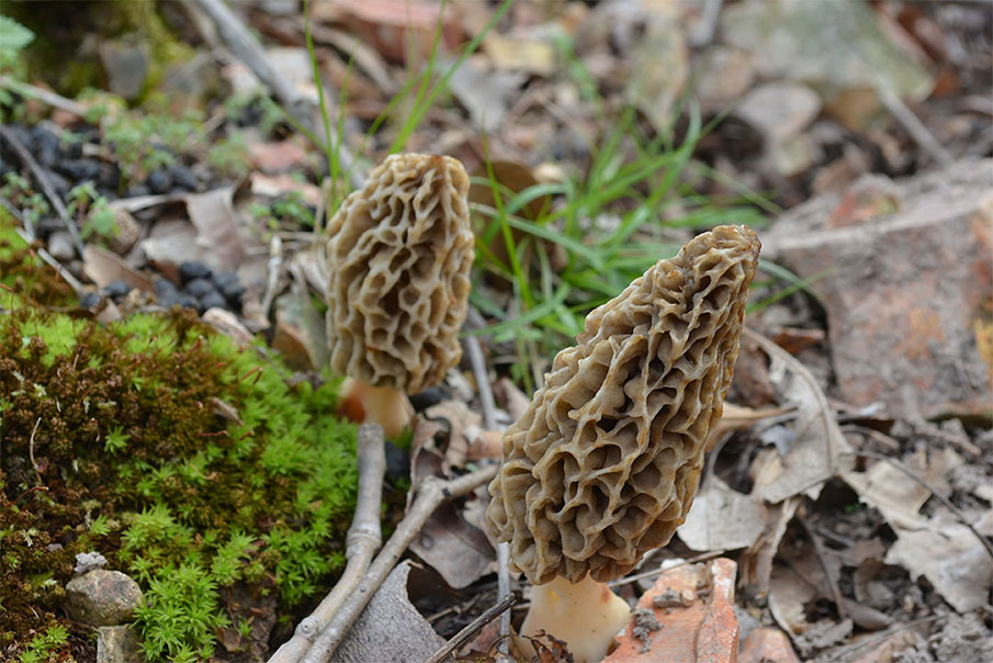 How to Freeze Morel Mushrooms