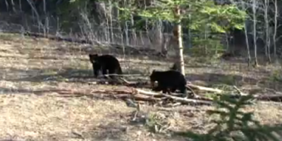 Nicole arrows bear in Saskatchewan on second night of webcast
