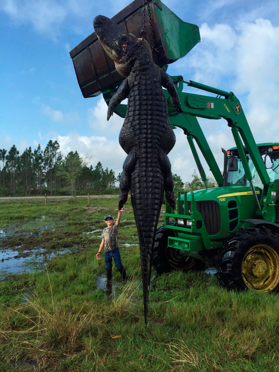 'Monster' Alligator Harvested in Florida Hunt
