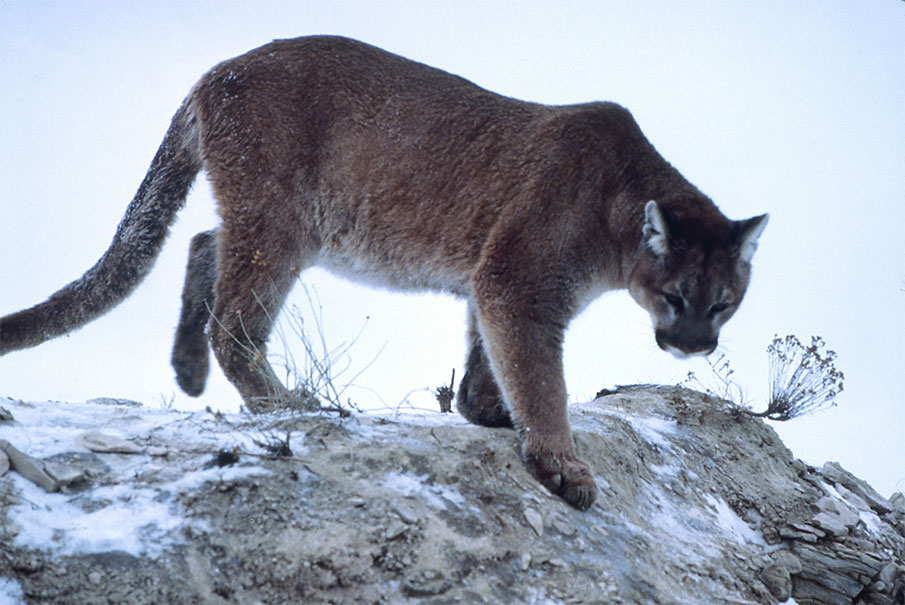 Nebraska Senator Back with Effort to Ban Mountain Lion Hunting