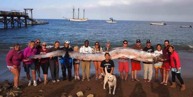 18-foot oarfish found off Catalina Island 'discovery of a lifetime'