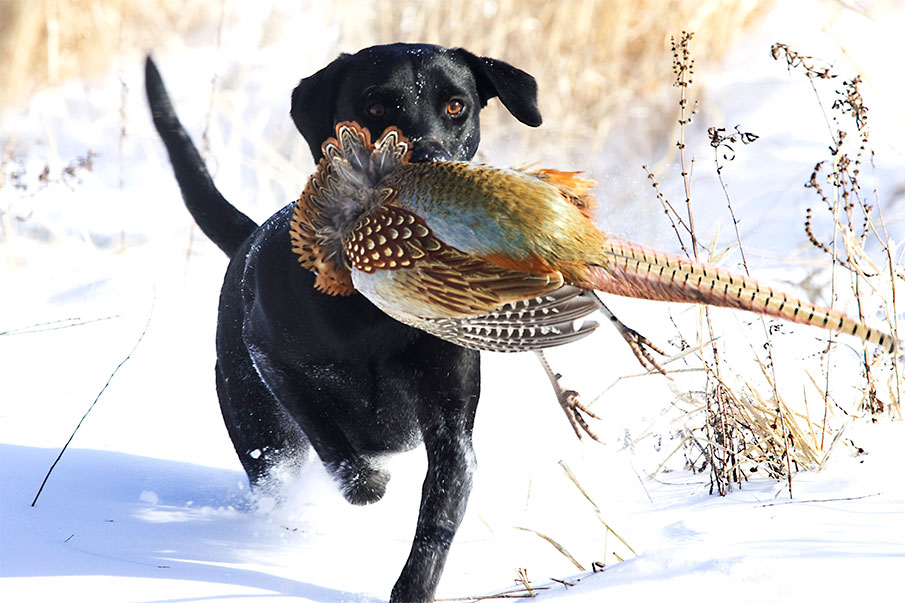 Hunting Forecast in all Major Pheasant States Looks Promising