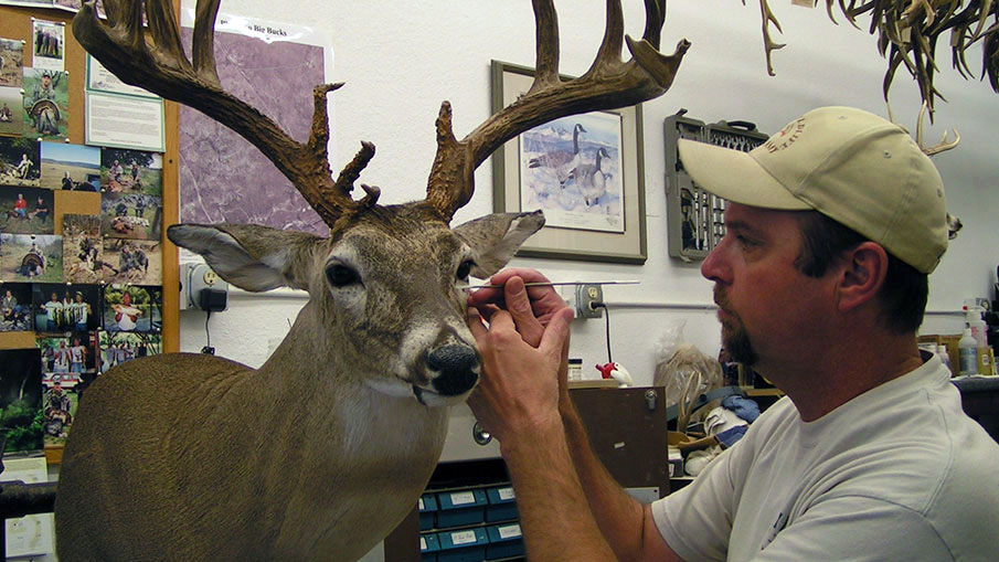 For Good Taxidermy Mounts, Pay Attention to the Details