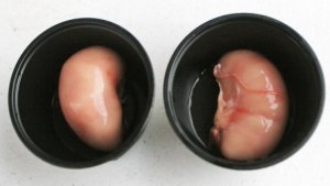 Here is a pair of raw turkey testicles. Couldn't show just one. (Mike Suchan photo)