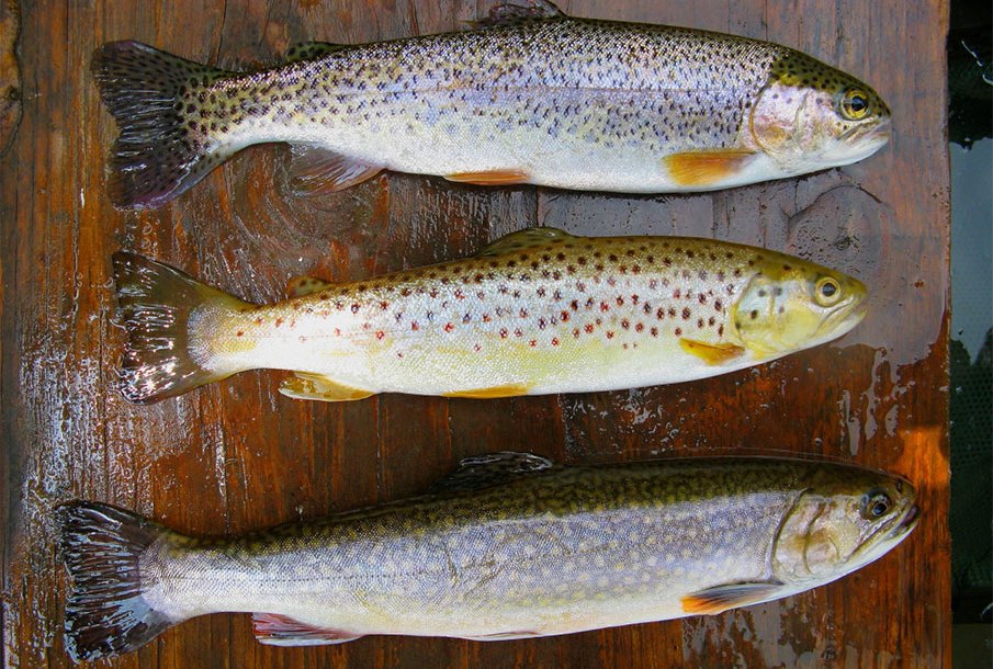Improving Fisheries to Try This Spring