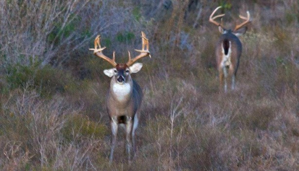 Having different age class deer within the herd creates better genetic diversity. (Steve Bowman photo)