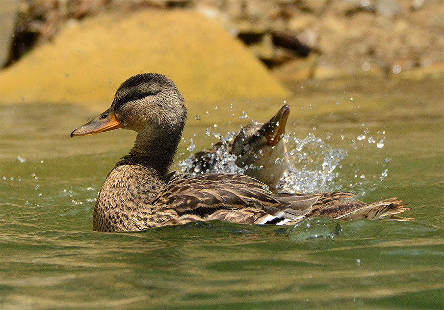 Duck Numbers Remain High Despite Drier Duck Factory Weather
