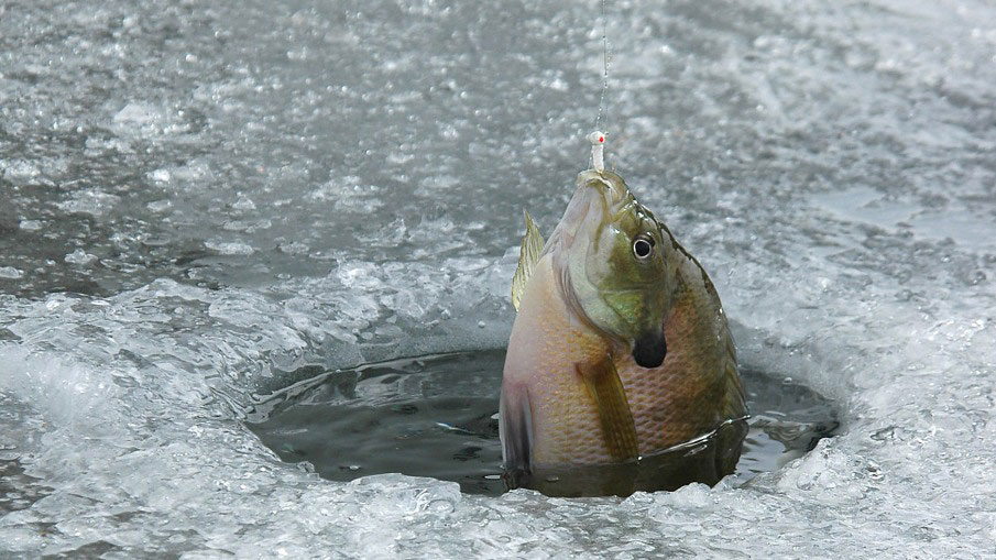 How to Fish for Permit: Best Baits, Spots & Tactics - Florida Sportsman