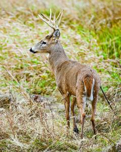 The Conservation Department will continue to test for chronic wasting disease in wild deer and work with the Department of Agriculture if detected. By: David Stonner