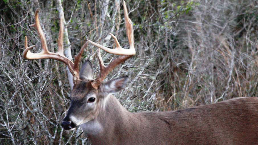 3 Things You Didn't Know About Trophy Whitetails