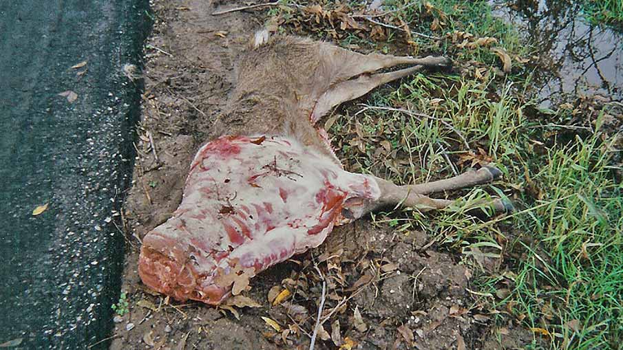 Whitetail Trophy Obsession: Lies, Poaching and Murder (Part 2)