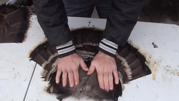 wild turkey butchering and cooking tips