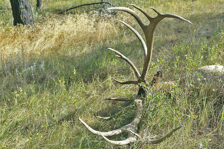Potential Record-breaking 429-plus Bull Elk Arrowed