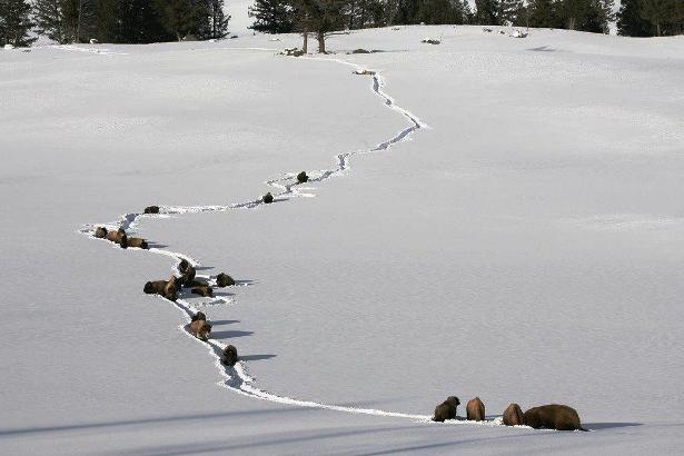 The bison herd in Yellowstone is regulated, just not inside the park’s borders. (Courtesy Yellowstone NPS)